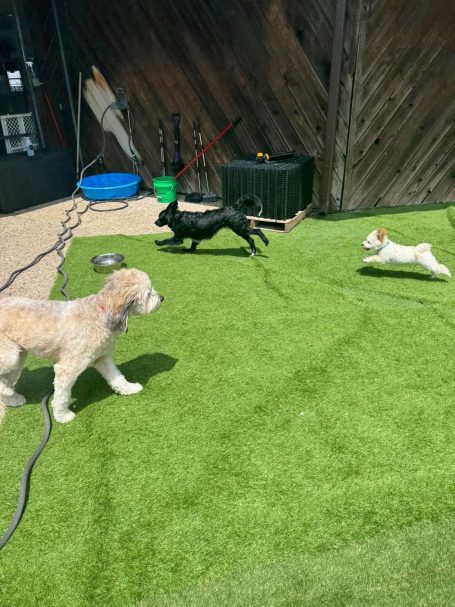 Dogs Playing at Briggs Republic Outside