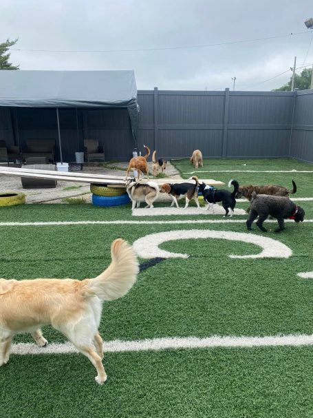 Dogs Playing at Briggs Republic Outside