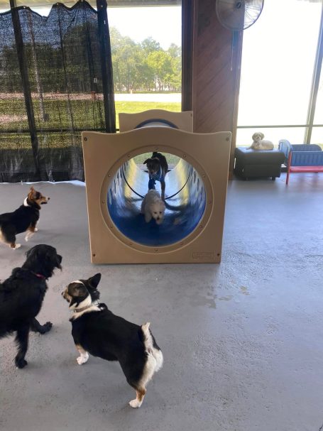 Dogs Playing at Briggs Republic Inside