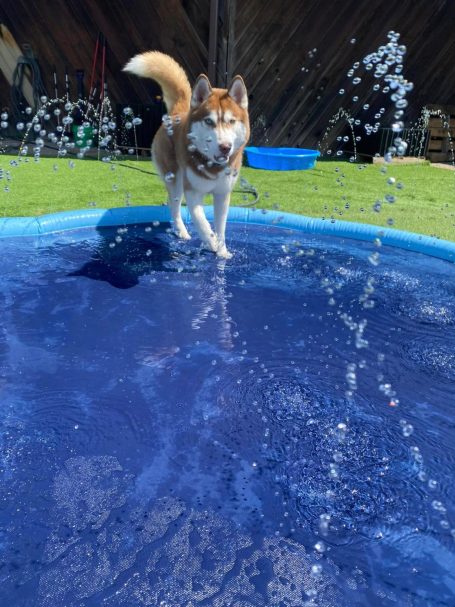 Dogs Playing at Briggs Republic In Water Outside