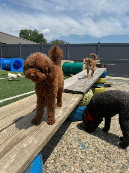 Dogs Playing at Briggs Republic Outside
